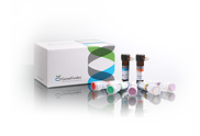 GeneFinder™ HPV PCR Kit